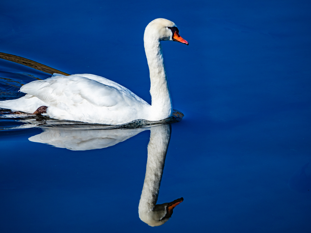 Mute swan