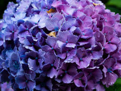 紫陽花