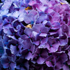 紫陽花