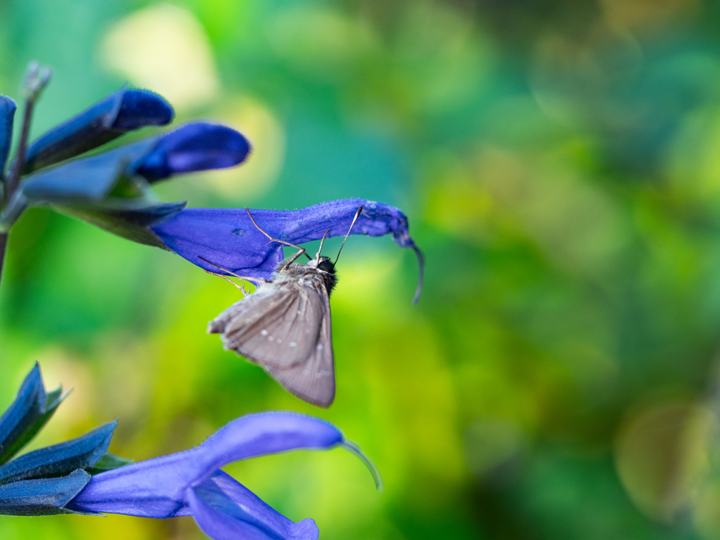 蜜を吸うチャバネセセリ