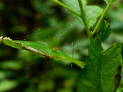 Daddy Longlegs