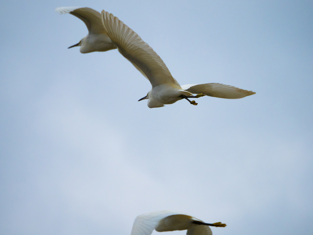去る鳥、白い