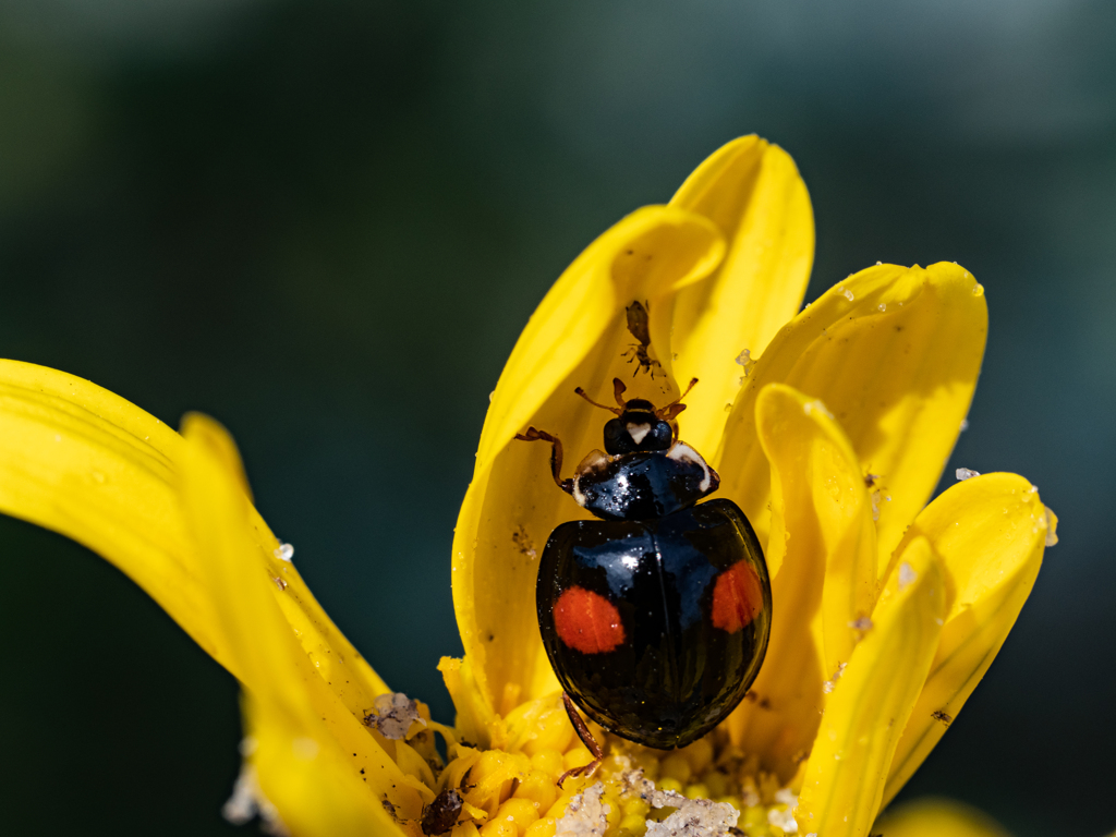 花の中のテントウムシ