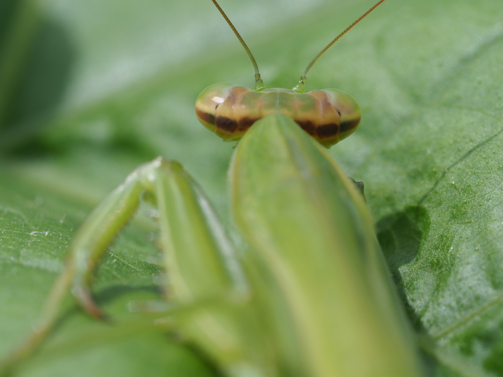 カマキリの顔面