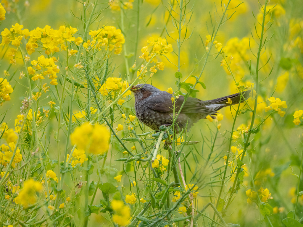 やっぱり菜の花が好き