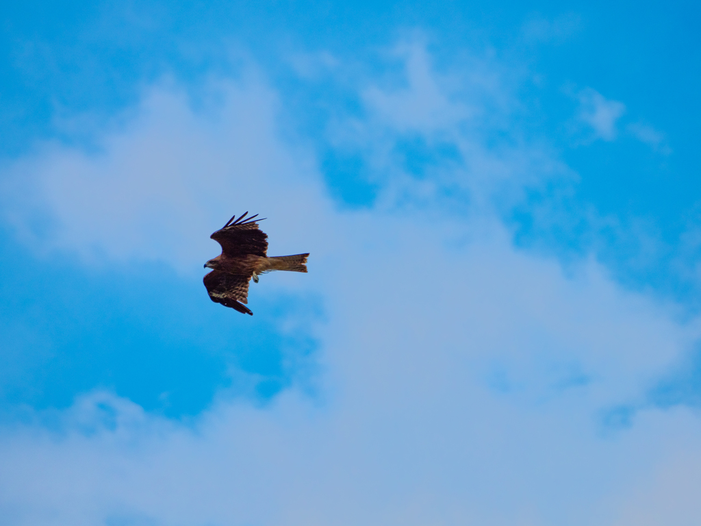 鳶と空