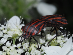 アカスジカメムシの交尾