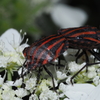 アカスジカメムシの交尾