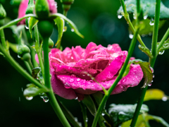 雨の舞台