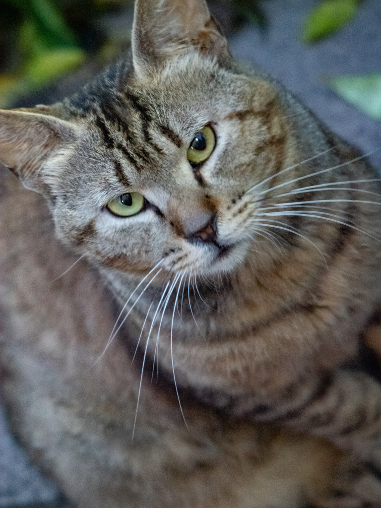 しましまねこ