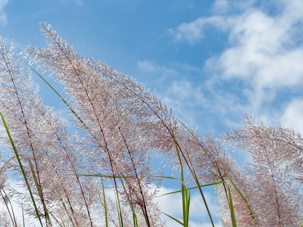 秋空