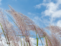 秋空
