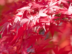 紅葉