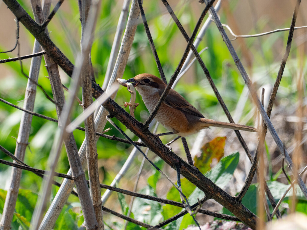 百舌鳥とカナヘビ