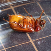 擬死