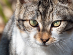 野良猫近影