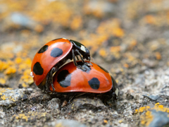 Lady bird
