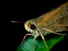 夜のセセリチョウ