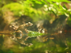水面に映るカエル