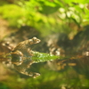 水面に映るカエル