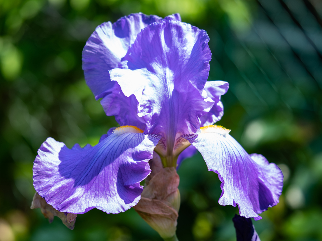 情熱の花