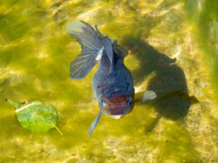 金魚
