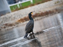 二子玉川のカワウ