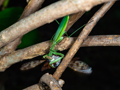 カマキリとアブラゼミ