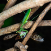 カマキリとアブラゼミ