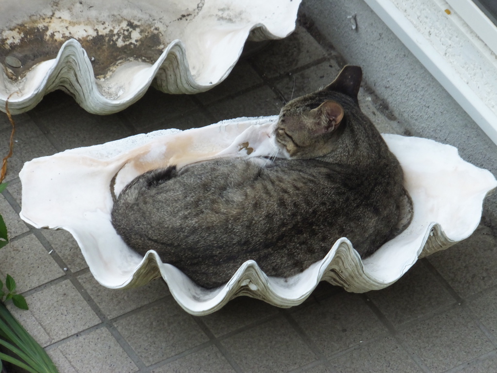 シャコ貝で眠る猫 By マツゾウムシ Id 273 写真共有サイト Photohito