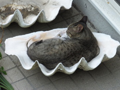 シャコ貝で眠る猫