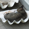 シャコ貝で眠る猫