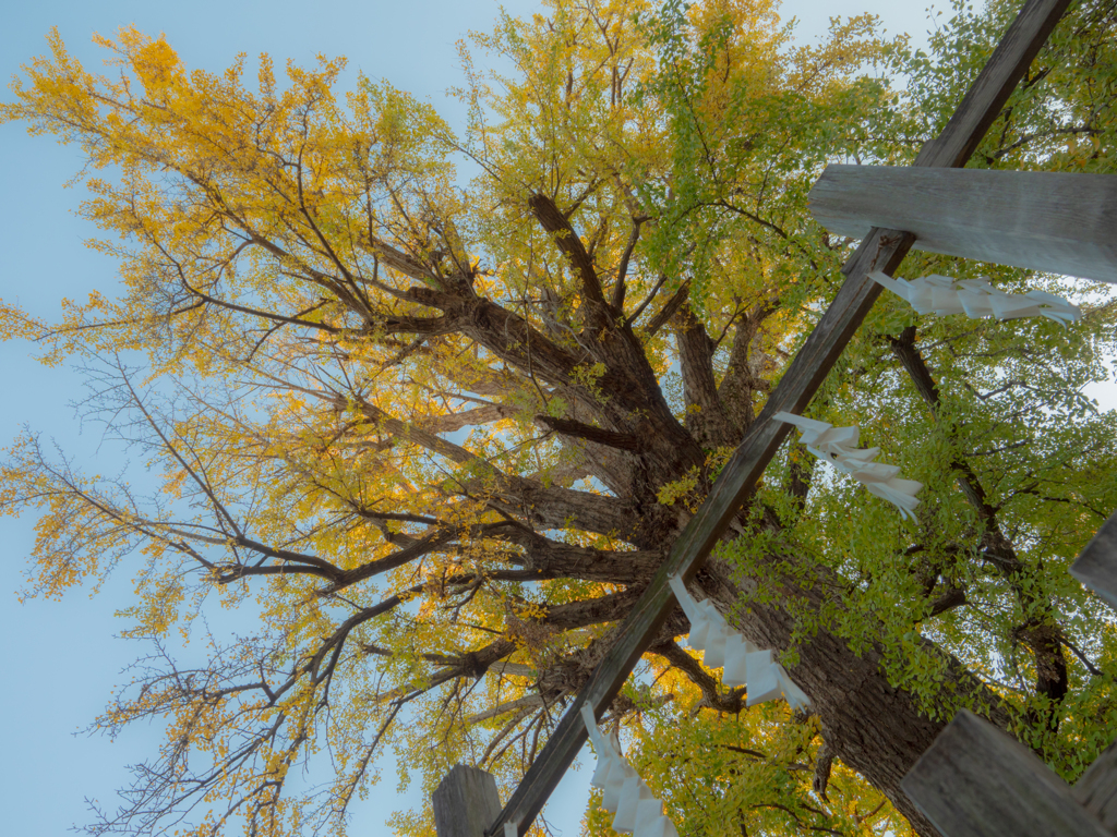 鬼子母神の大イチョウ