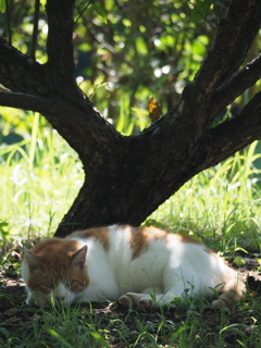 木陰のネコ