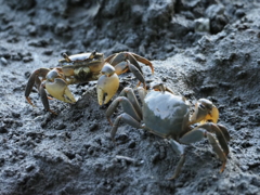 カニバトル