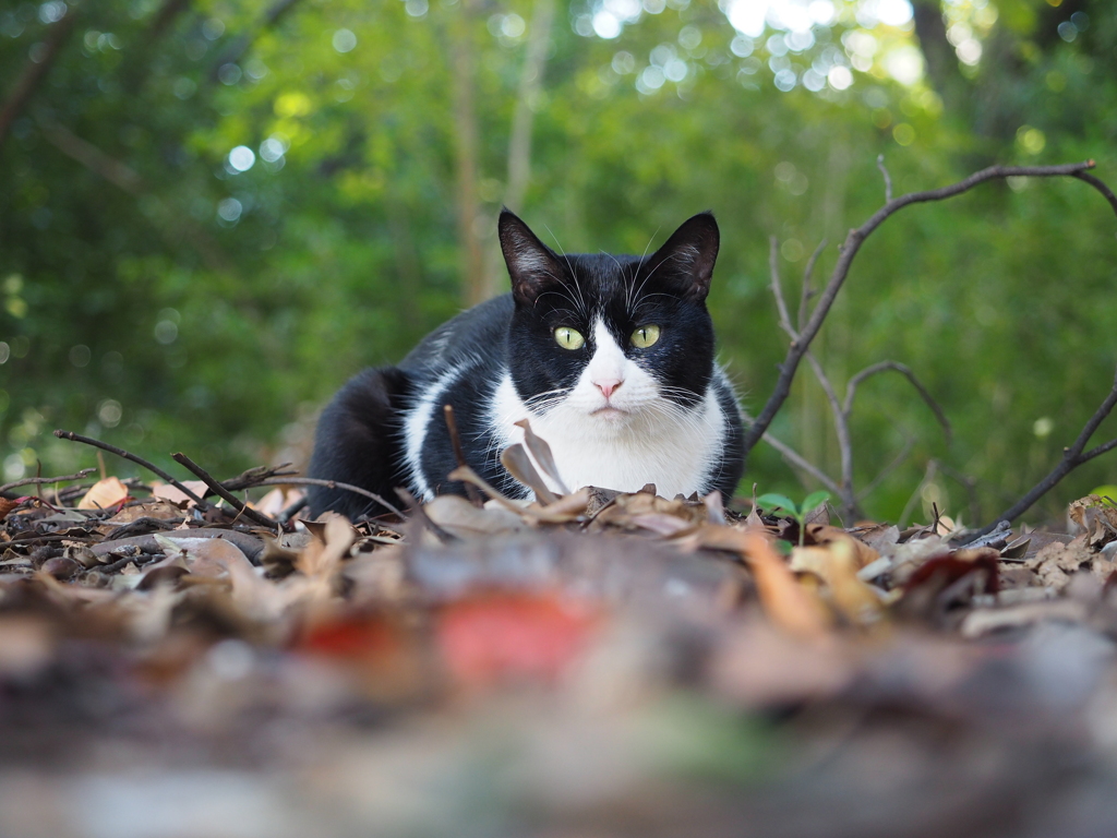 林の野良猫