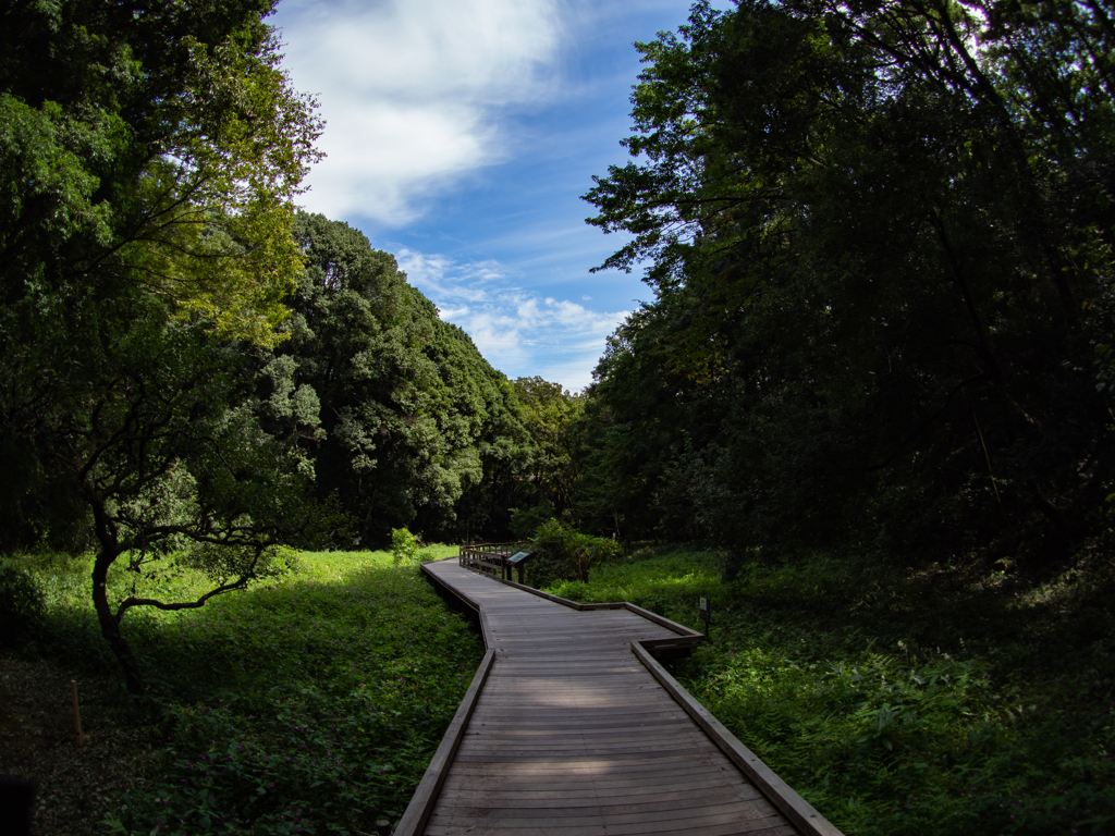 東高根森林公園
