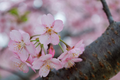 河津桜