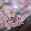 河津桜