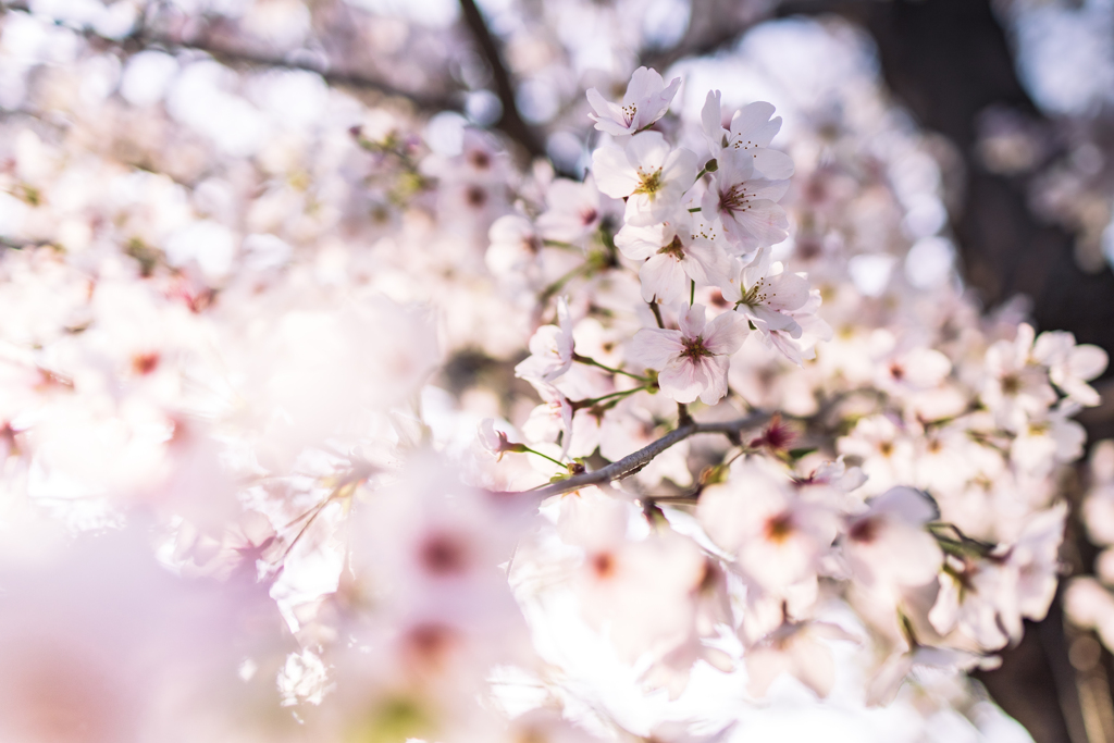 夕方の桜