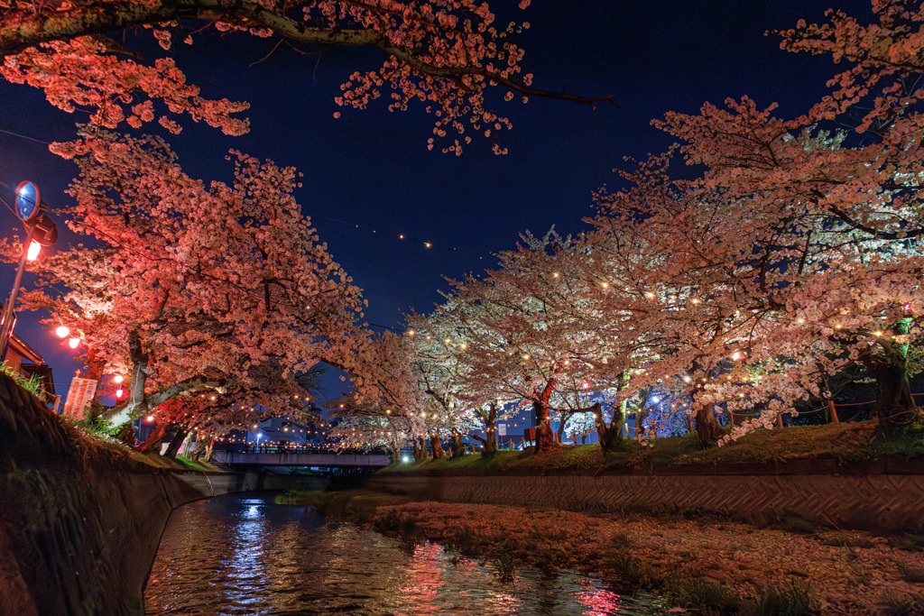 夜桜