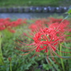 彼岸花