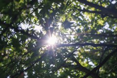 夏の日差し