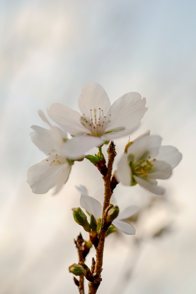 四季桜