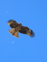 飛行機と