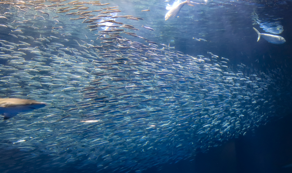 名古屋港水族館01