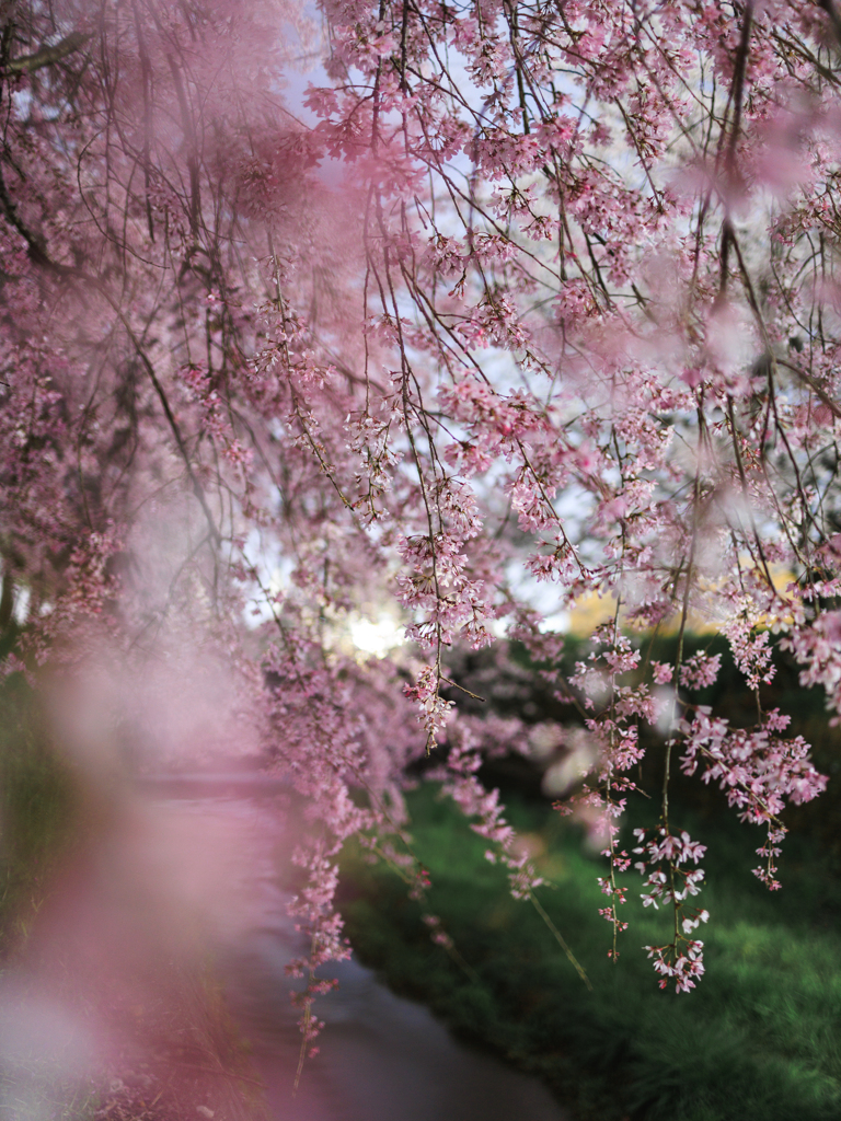 夜桜の雨