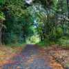 屋久島 名もなき道