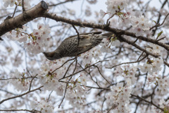 花見