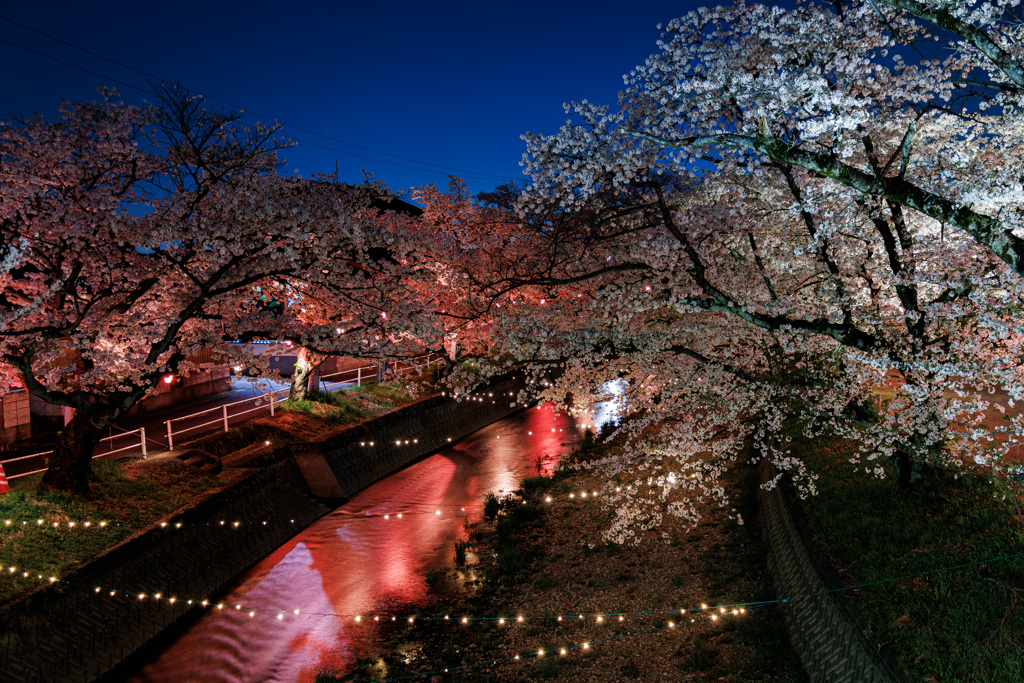 夜桜